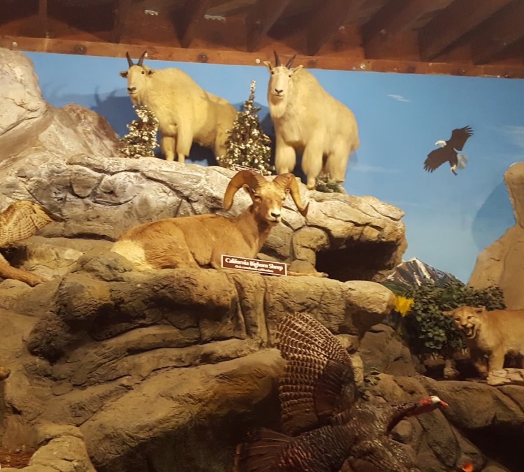 Petaluma Wildlife Museum (Petaluma,&nbspCA)